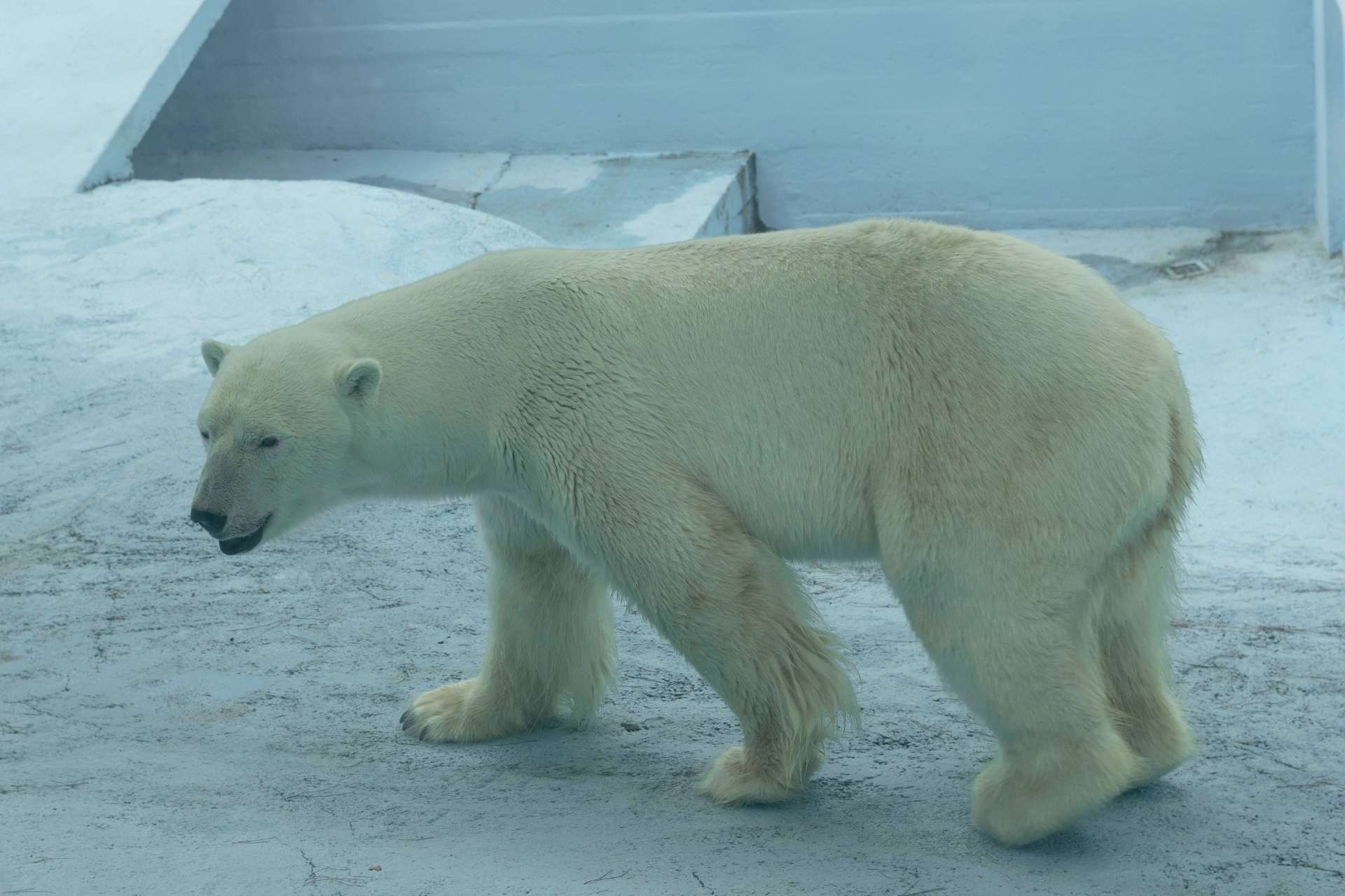 Ethics Of Keeping Polar Bears In Zoos | Polar Bears