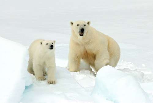 How do Polar Bears Start Their Day in the Arctic?
