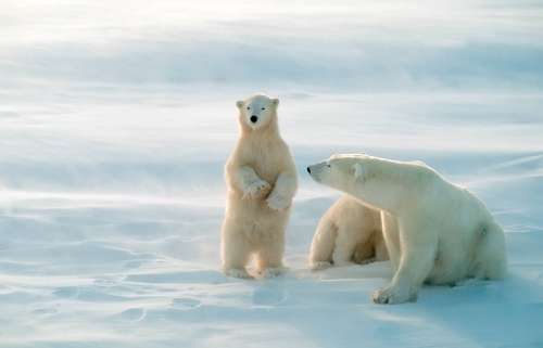 Polar Bear Night Hunting Under the Aurora Borealis