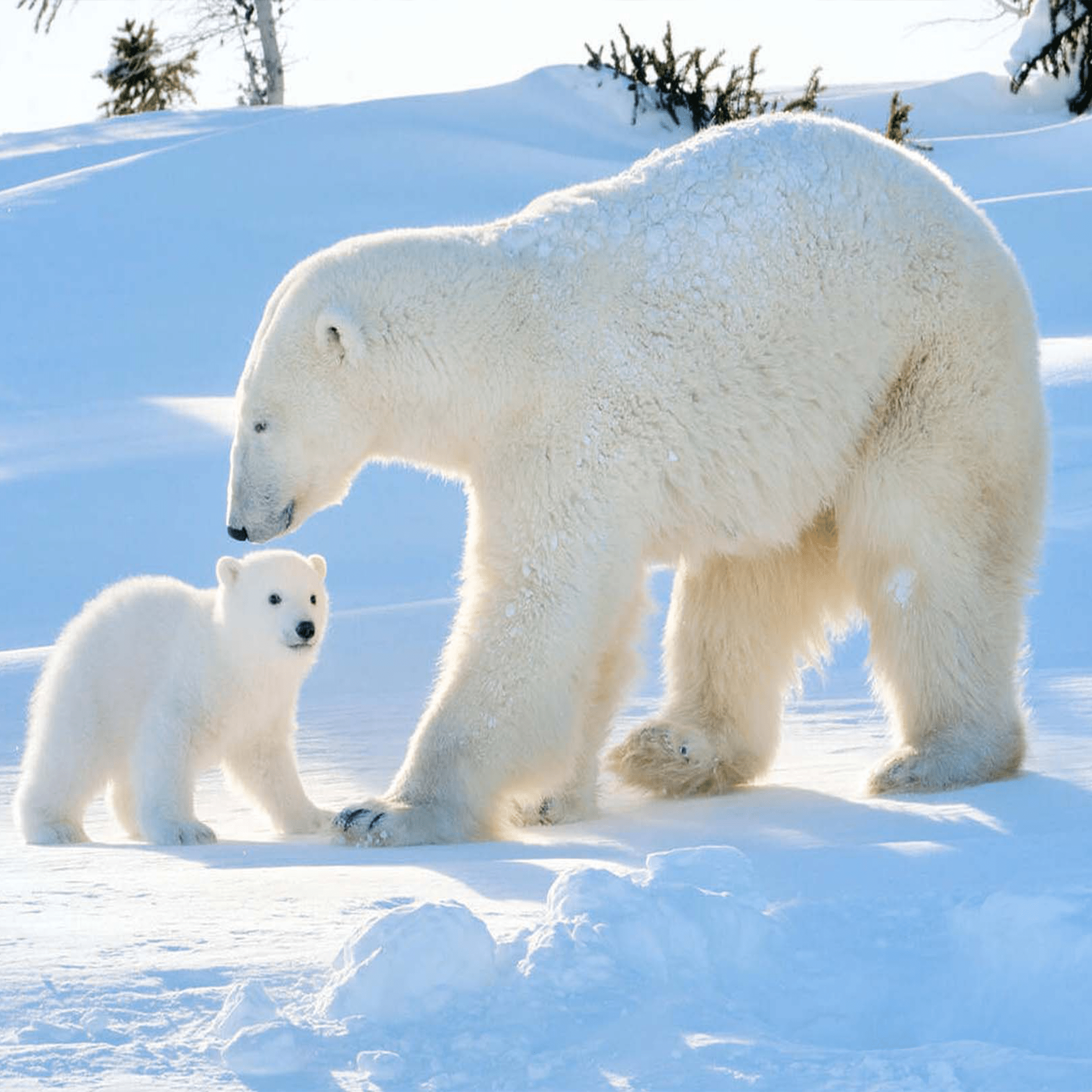 Polar Bear With His Babies