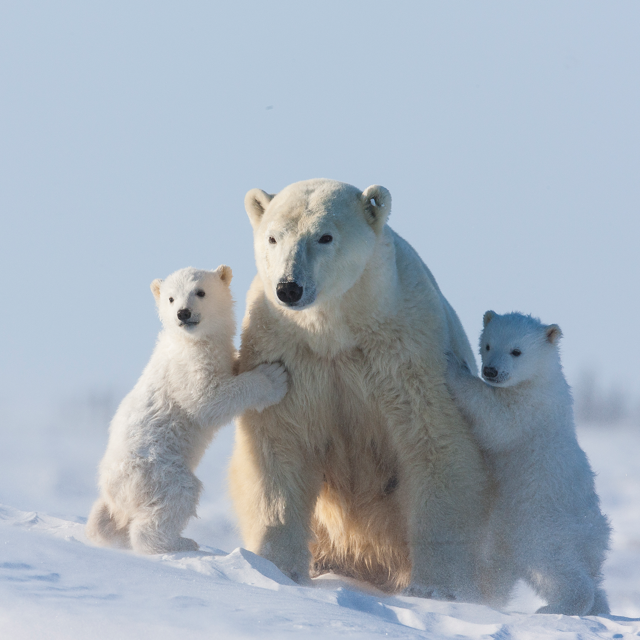 Polar Bear With His Babies