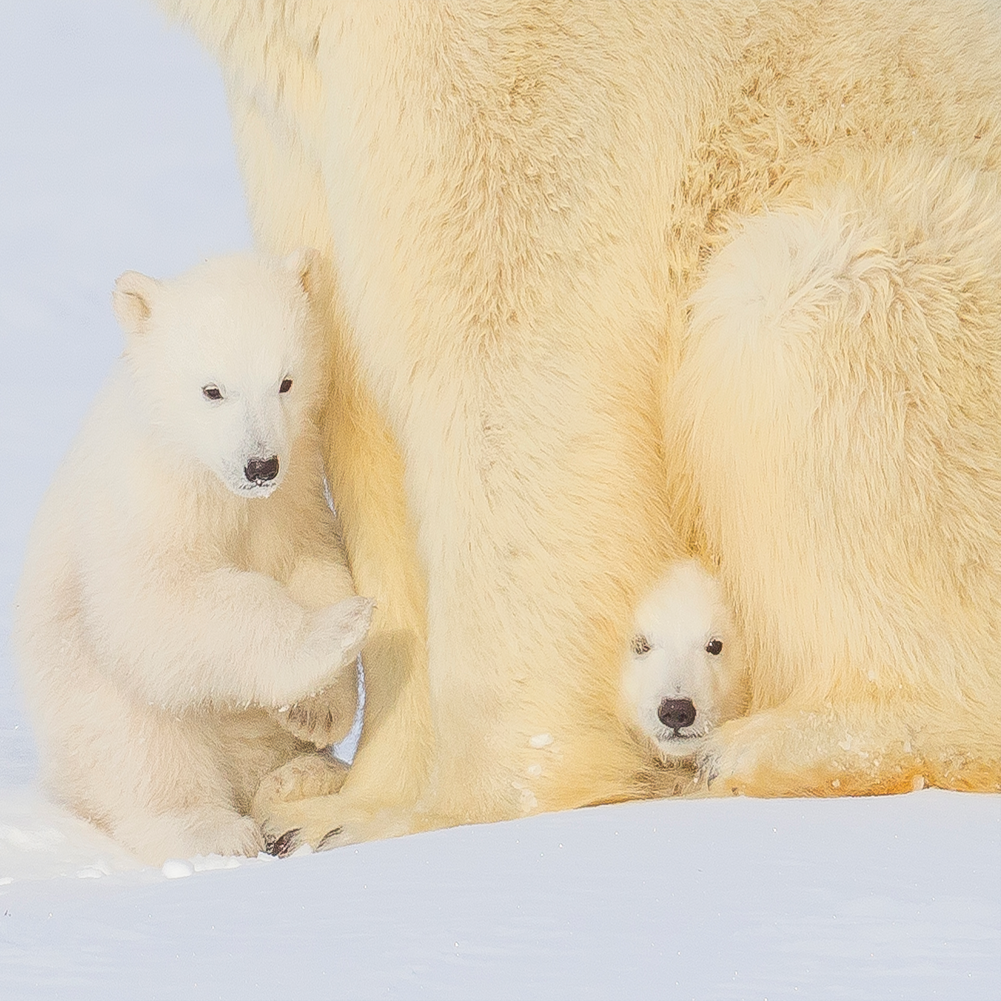 Polar Bear With His Babies