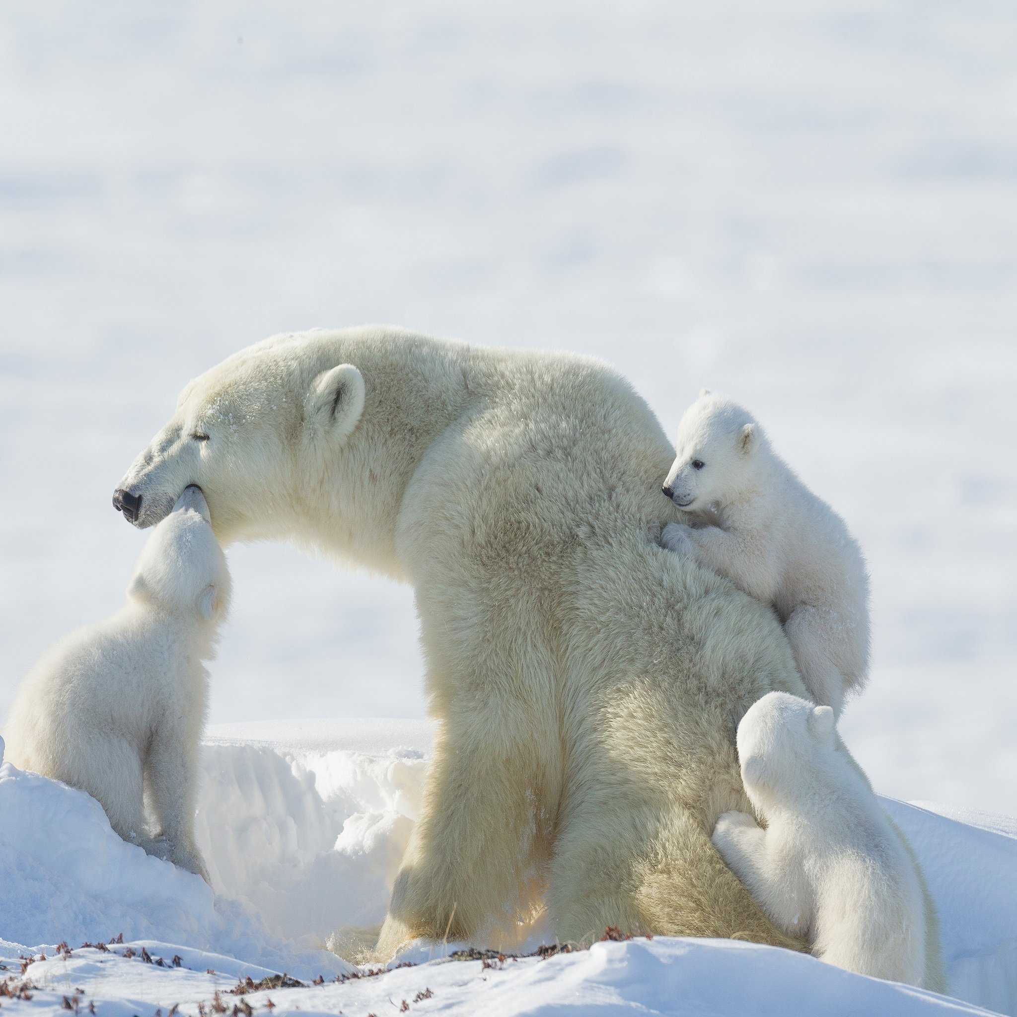 Polar Bear With His Babies
