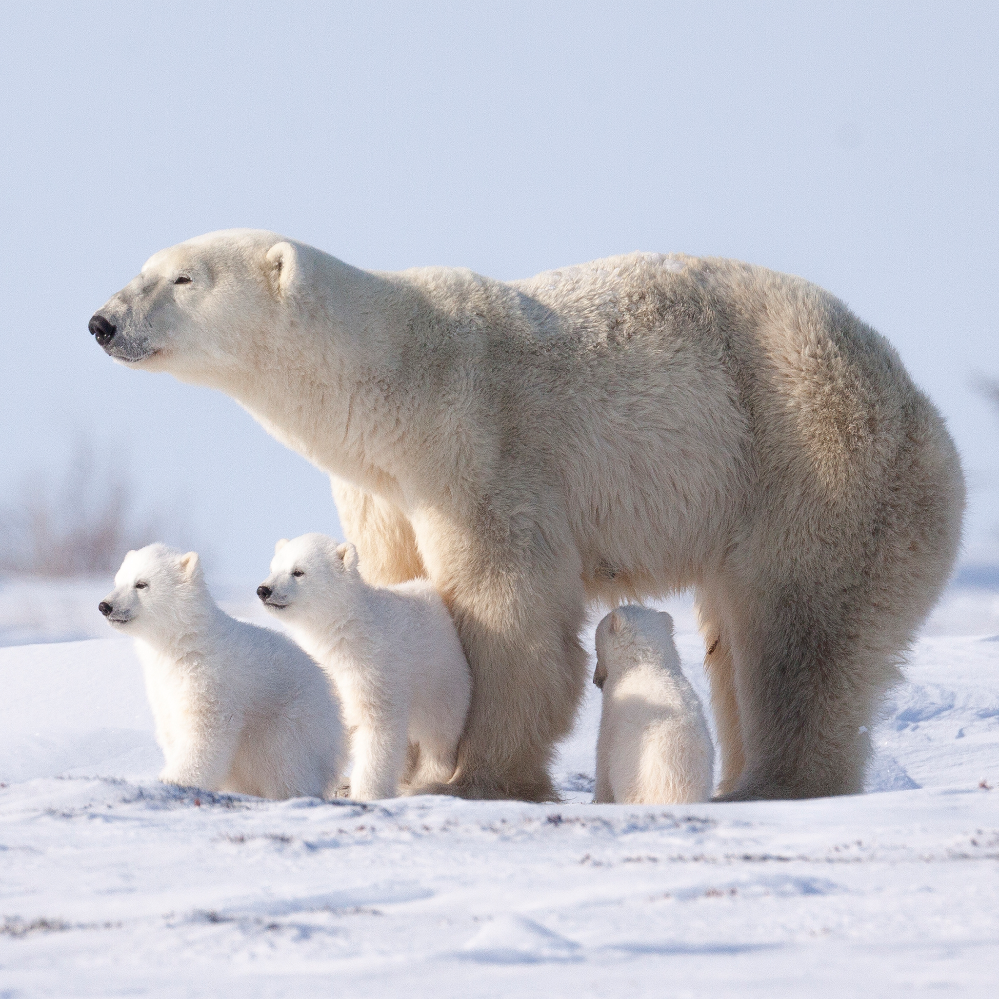 Polar Bear With His Babies