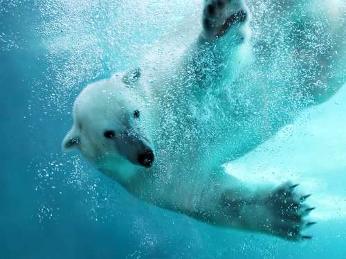 What Makes Polar Bears Great Swimmers?