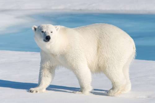 The Invisible Threat to Polar Bears and the Arctic Ecosystem