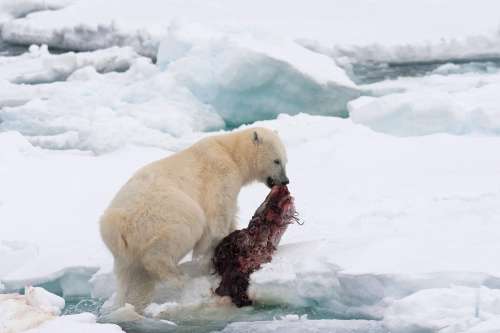 What's on a Polar Bear's Menu?