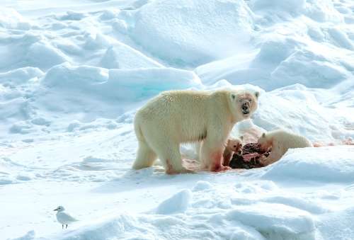 Polar Bears, the Silent Hunters of the Arctic
