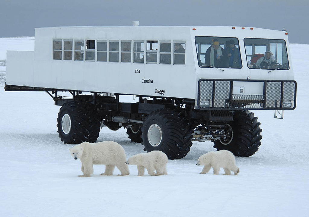 Tundra Buggy Day Tours